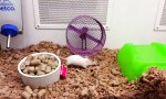 Lustiges Video : Improvisiertes Hamsterrad