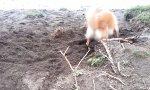 Funny Video : Hund lernt Hund zu sein