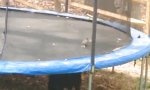 Hund gibt Trampolin-Starthilfe an Taube 