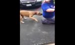 Mann findet seinen Hund nach 2 Jahren wieder
