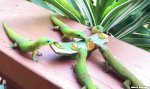 Movie : Yoshi Geckos