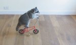 Funny Video : Waschbär auf Radtour