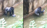 Funny Video : Gorilla beschützt Kleinkind