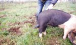 Funny Video - Die Sache mit dem Schweineschwanz