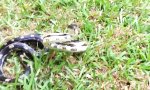 Movie : Hey Mr Snake!