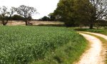 Movie : Bouncen im Feld