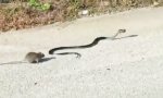 Lustiges Video : Rattenmutter rettet Baby vor Schlange