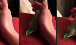 Movie : Vogel braucht Zuneigung