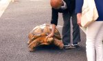 Movie : Mit der Schildkröte Gassi gehen