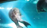 Lustiges Video : Walross zeigt besonderen Trick