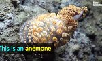 Funny Video : Seltsame Kreaturen der Tiefsee
