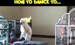 Tanzen mit Vögeln