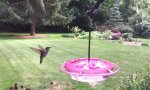 Lustiges Video : Kolibri in Zeitlupe