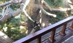 Movie : Ninja-Monkey