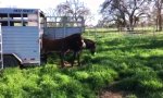 Wüstenesel sehen zum ersten mal Gras 