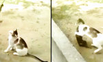 Lustiges Video : Affenzirkus um die Muschi