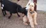 Funny Video : Lick my dog, my dog tastes amazing!