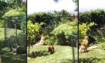 Lustiges Video : Nicht in unserem Garten!