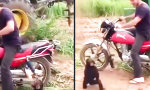 Lustiges Video : Affenbaby will Motorrad fahren