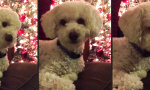 Weihnachtliche Hundehypnose