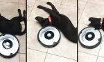 Funny Video : Fauler Hund und Staubsaugerroboter