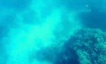 Funny Video : Taucher vs Bullenhai