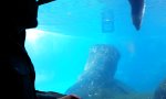 Lustiges Video : Begegnung mit einem Seelöwen