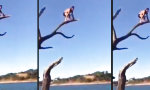 Lustiges Video : Vom Baum ins Wasser
