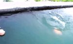 Lustiges Video : Fisch will geworfen werden