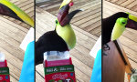 Funny Video - Tukan mag Fruit Loops