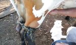 Lustiges Video - Kitty und ihre frische Kuhmilch