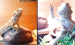 Funny Video : Hi Lizard!