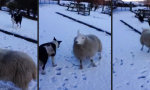 Lustiges Video - Wenn das Schaf die Hunde hütet