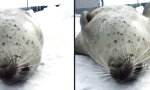 Funny Video : Nach dem Futtern gut durchklopfen