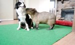 Lustiges Video : Wasserschwein und Collie