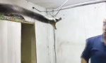 Funny Video : Wer ist denn da ausgebüchst?