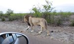 Löwe mit null Bock auf Stalker