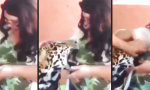Lustiges Video : Großer Leoparden-Snack