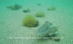 Lustiges Video : Kampf der Tintenfische
