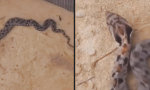 Lustiges Video : Schlange spielt tot