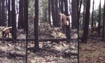 Movie : Bär und Elch