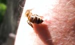 Lustiges Video : Sterben Bienen nach einem Stich?