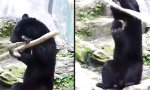 Funny Video : Schwarzbär mit schwarzem Gürtel