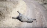 Lustiges Video : Dramatisches Elefantenbaby