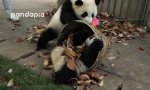 Kleine Pandas wollen beschäftigt sein