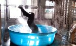 Gorilla tanzt im Pool like a Maniac