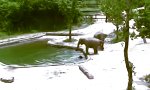 Funny Video - Elefanten retten ihr Baby vorm Ertrinken