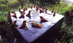 Movie : Kolibri Pool Party