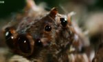Lustiges Video : Spinne mit 3 Superkräften