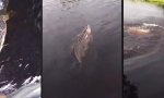 Funny Video : Schwimmen mit einem Alligator